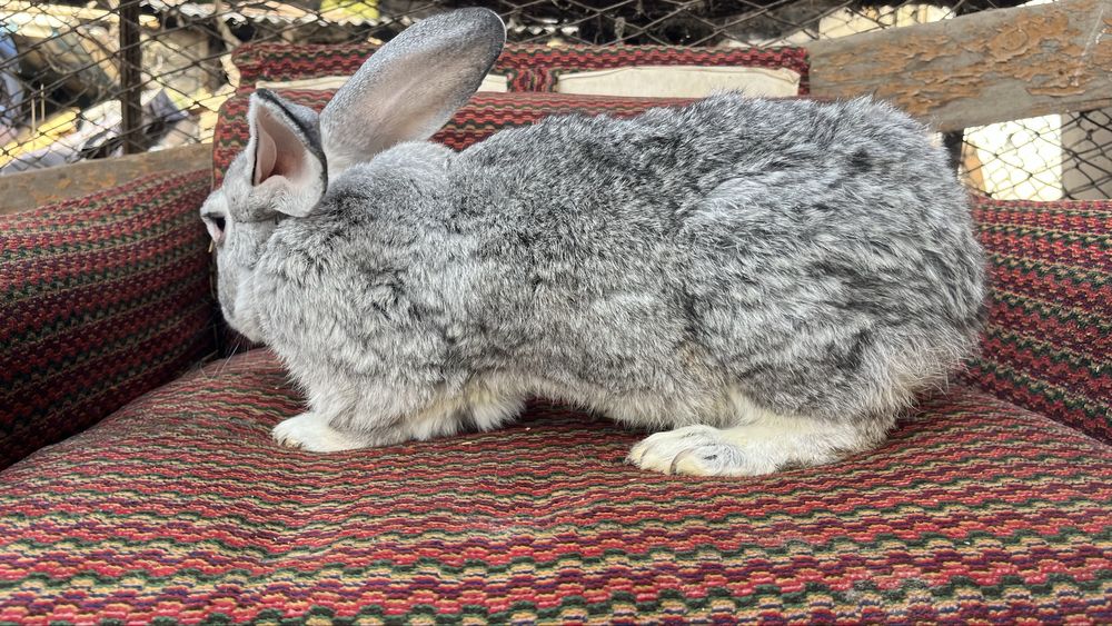 Продаются кролики полувеликаны Куйонлар сотилади
