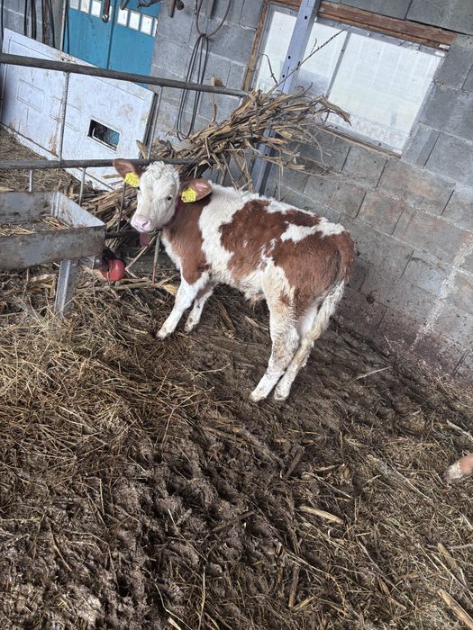 Vitei baltata romaneasca