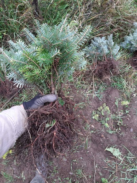 Puieti brad coreean- Abies Koreana 4 ani- produce conuri la 1,5m