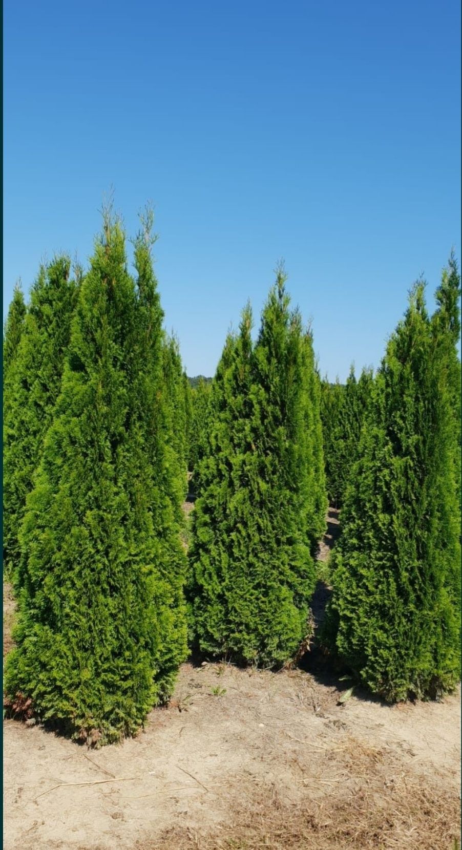 Tuia (smarald/ Leylandi/ columnaris/ brabant) 1m-3m