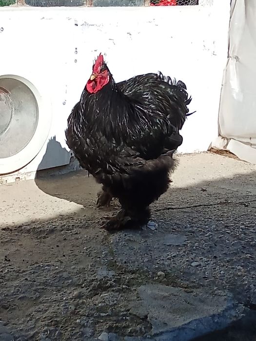 Cocos brahma si cochinchina