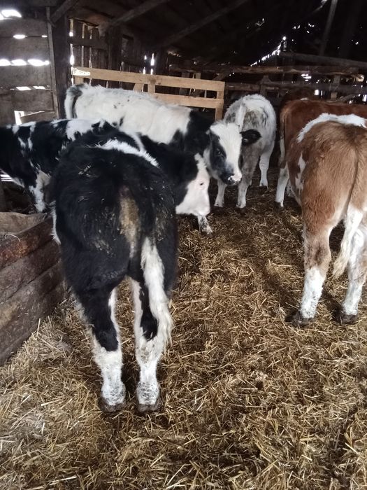 Vând viței 10 bucăți