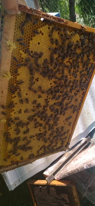 Carnica carpatina buckfast vsh familii albine regine roiuri  stupi roi