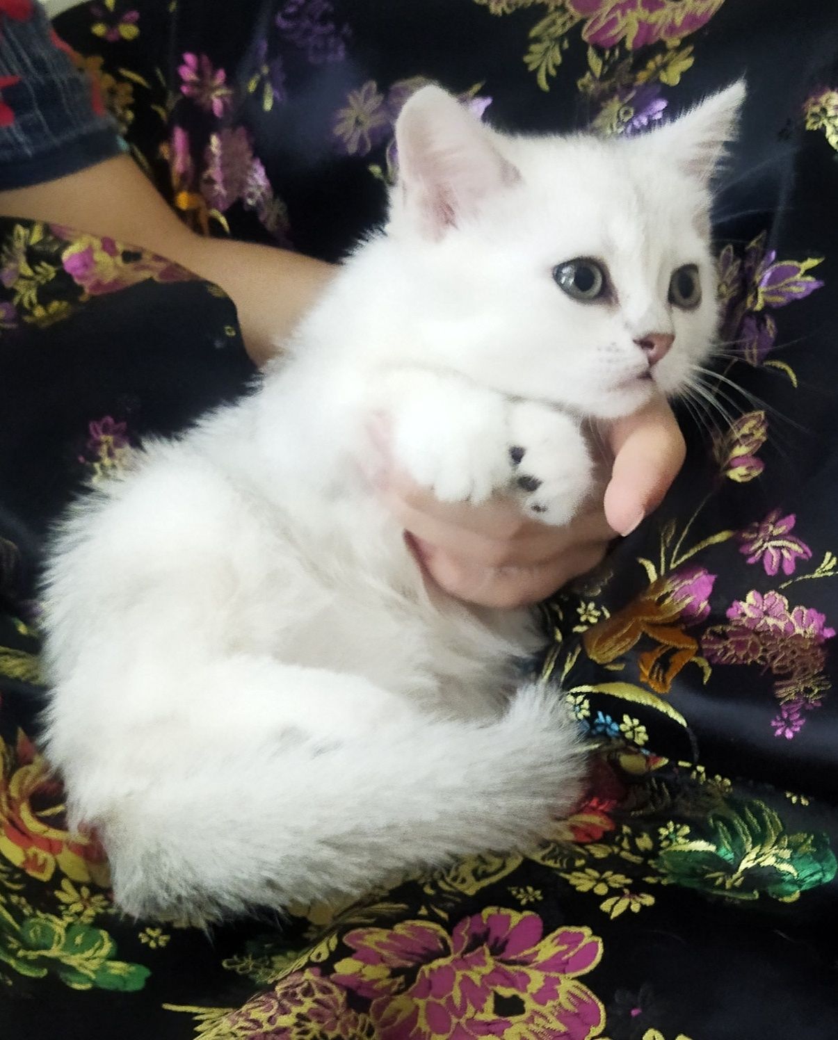 Классика Серебро Шотландский котёнок.