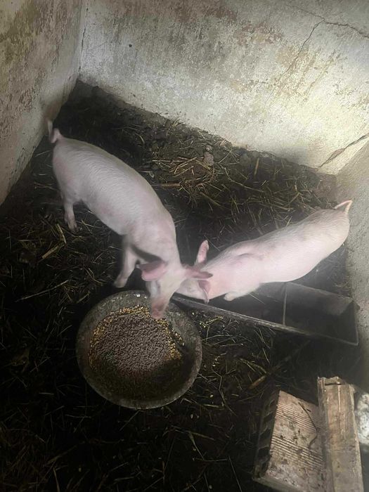 Прасенца на 60 дни