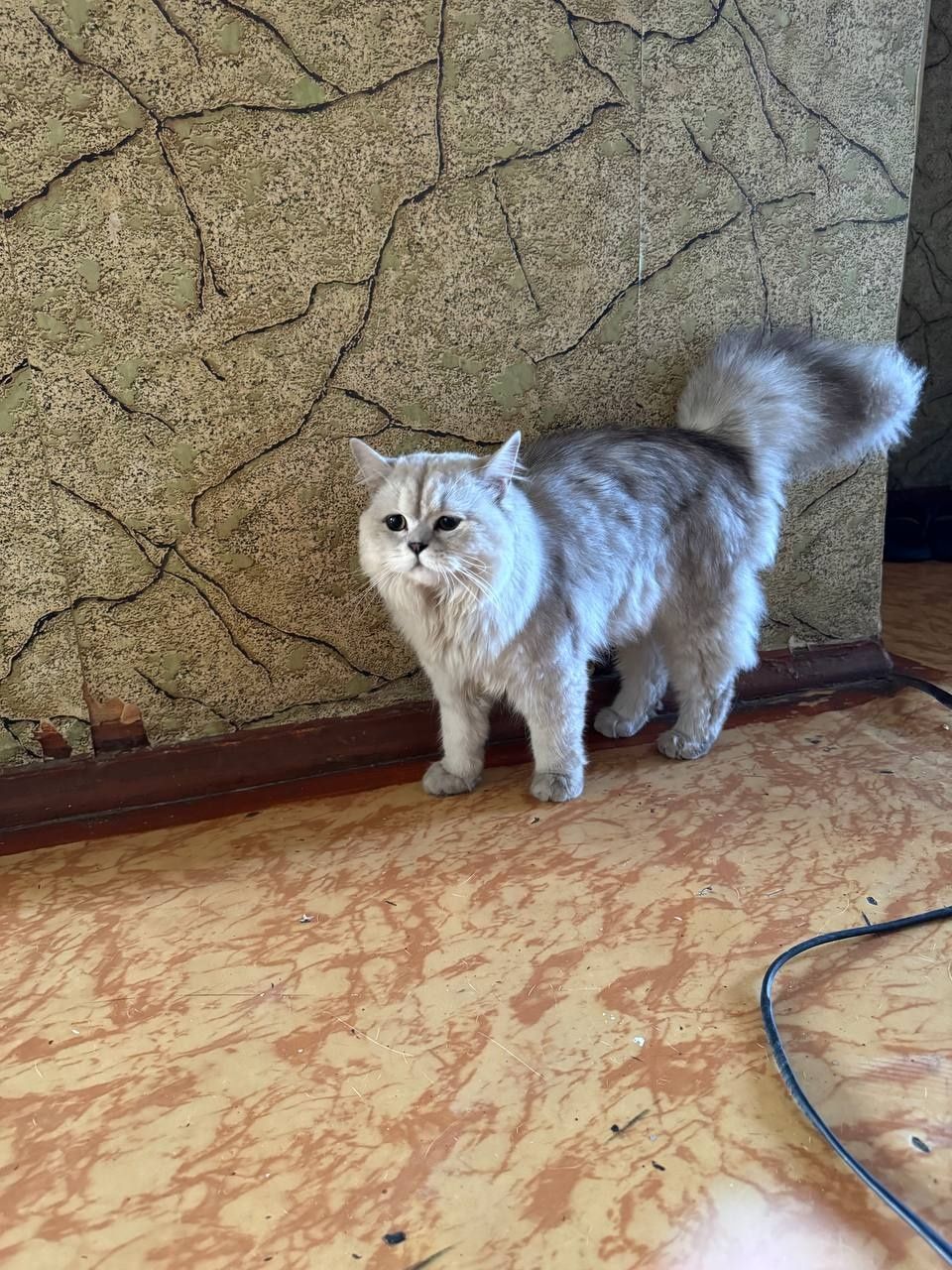 Кот для вязки!!!