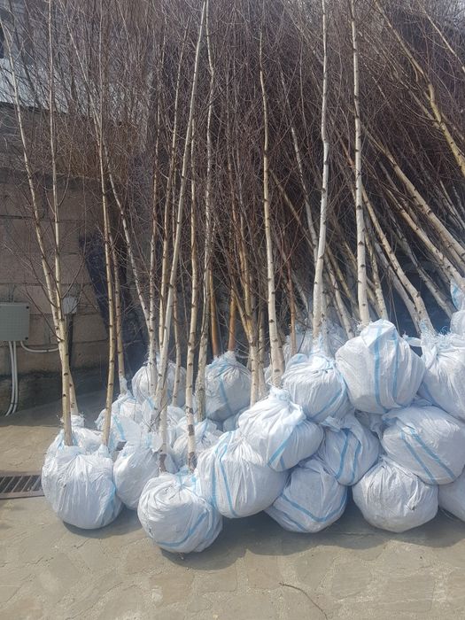 Mesteacăn coaja alba 2m-5m/ tei, stejar, platan, carpen/ catalpa