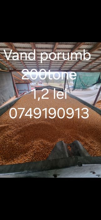 Vând porumb,grâu,ovăz transport gratuit