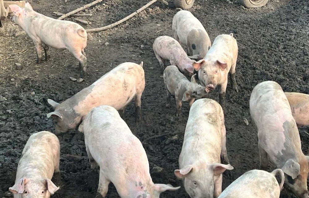 Продавам прасенца