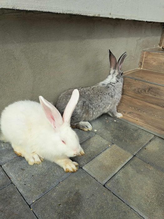 Pereche Iepuri hycole