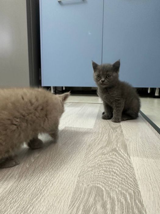 Skotish Fold & Strayt Sotiladi