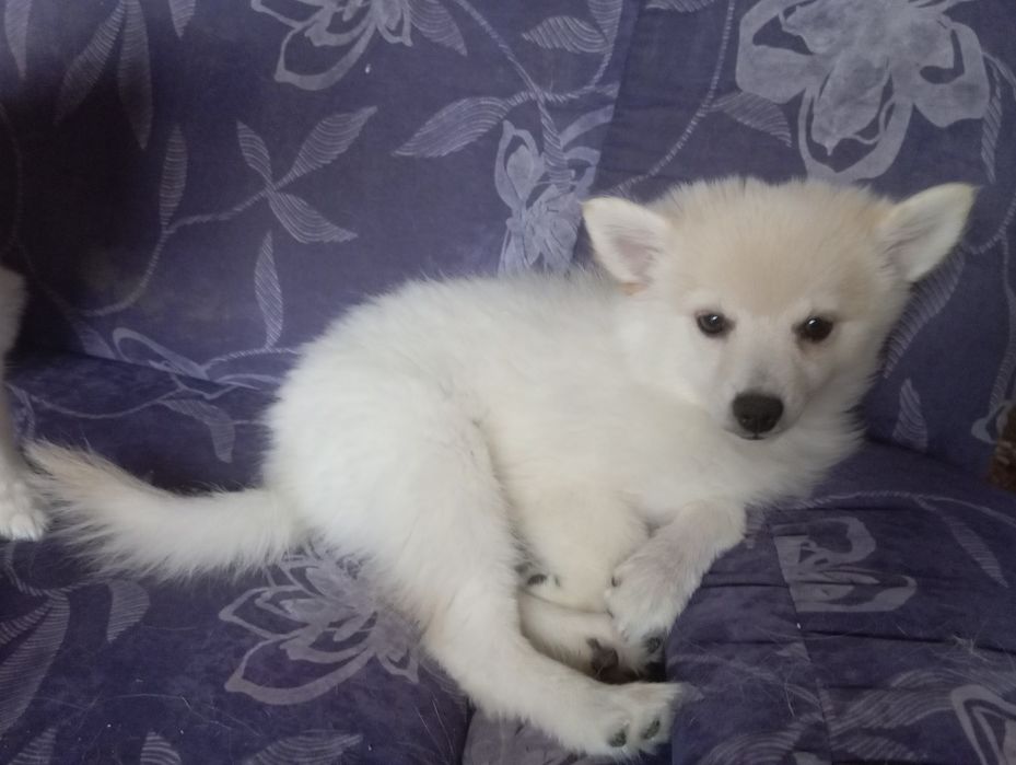 Немски шпиц малки, с всички 3 ваксини