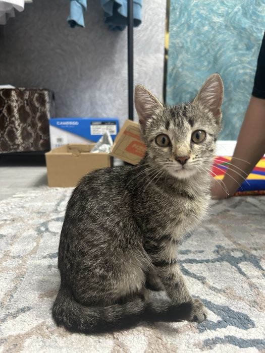 Отдадим котенка мальчика в добрые руки!