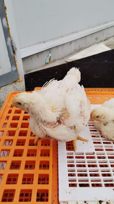 Pui albi și rasa mixta