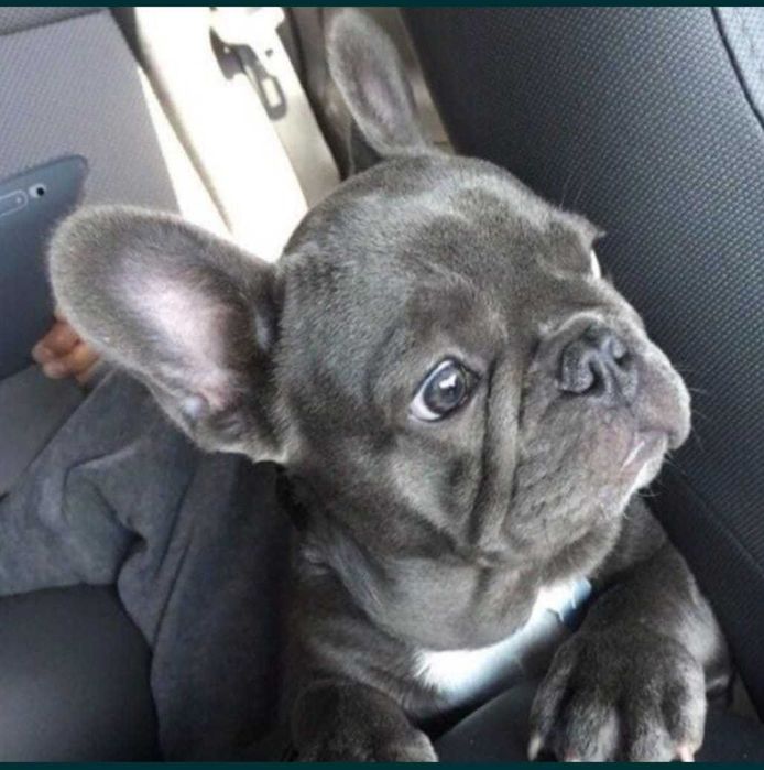 Mascul bulldog francez blue