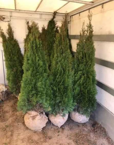Livrare și plantare profesională pentru orice comandă