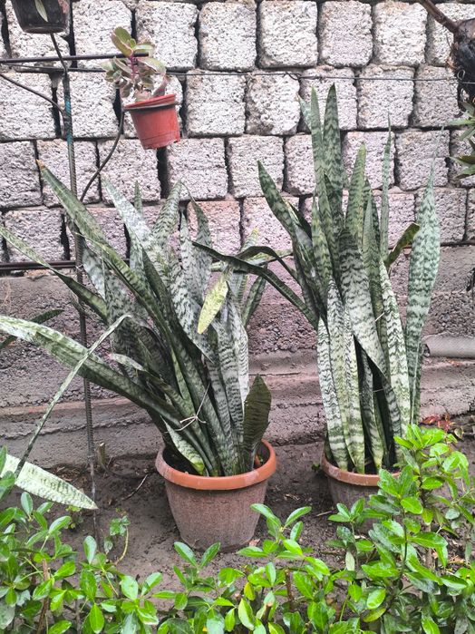 Продам комнатные цветы сансиверия