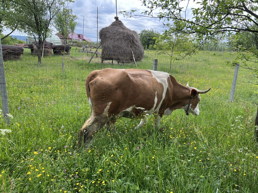 Vand vaca gestanta de 4 luni jumatate