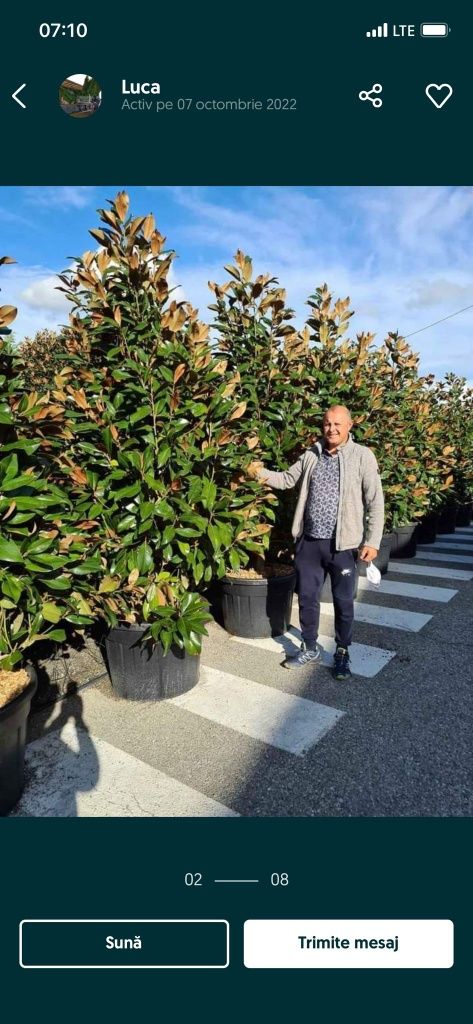 Vând plante ornamentale tuia brazi magnolia palmieri bonsai