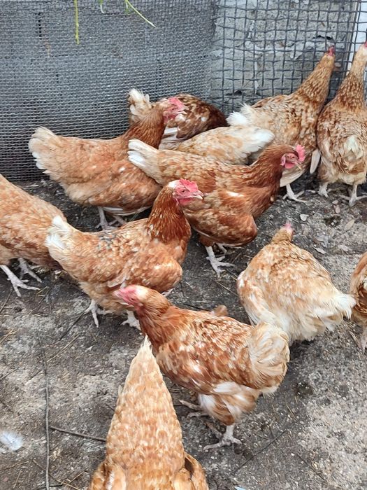 Vând găini de ouă