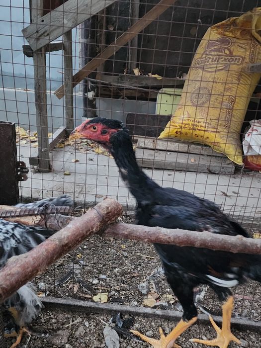 Dakan jojaxoroz sotiladi