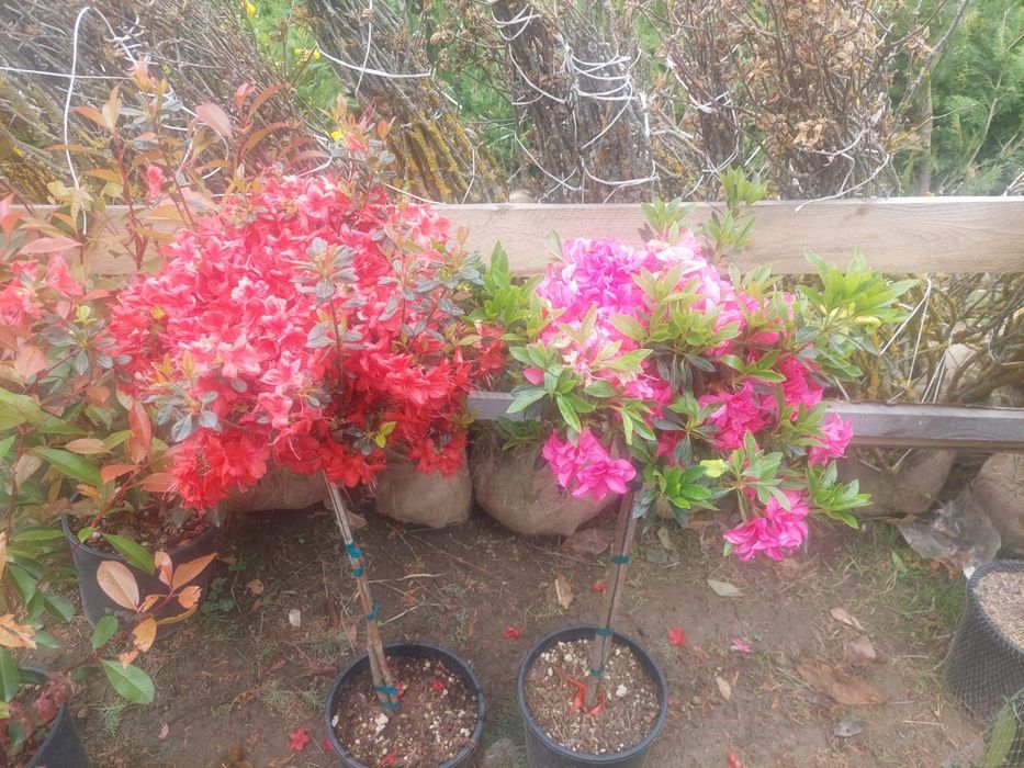 Trandafiri normali si tip pom