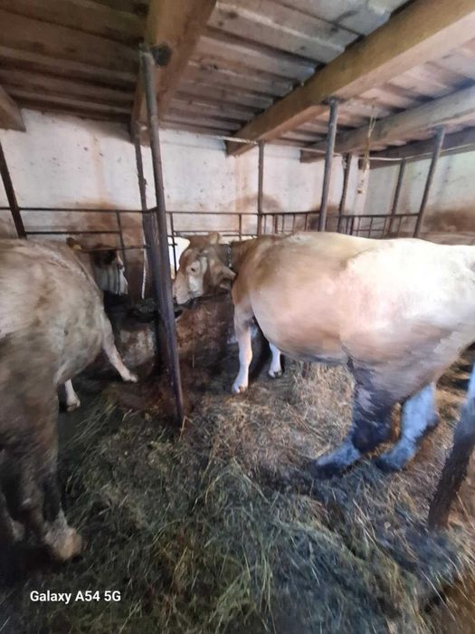 Vacă de vânzare,fătată în vara asta