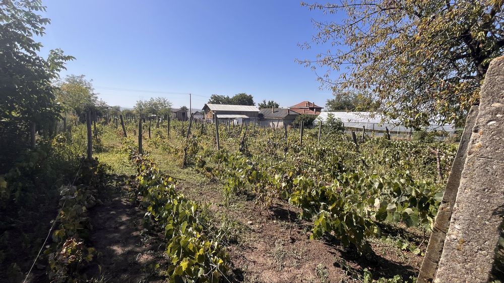 Gradina cu vie 11190mp, Belcesti - Satu nou, jud.Iasi