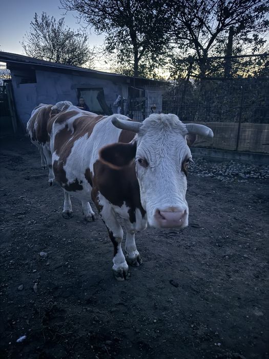 Vaca de vazare gestanta