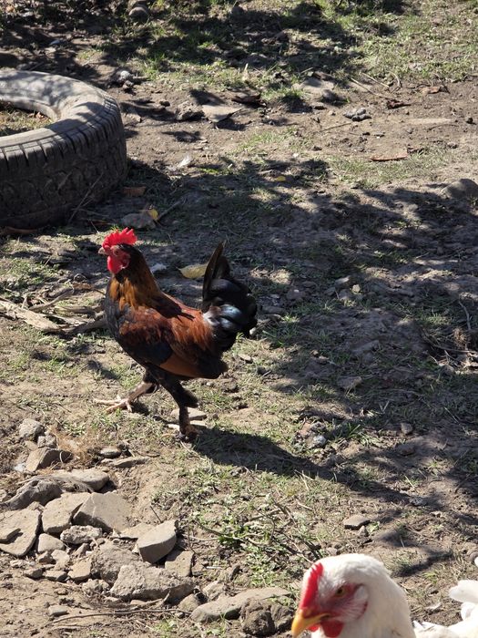 Cocos american  pitici