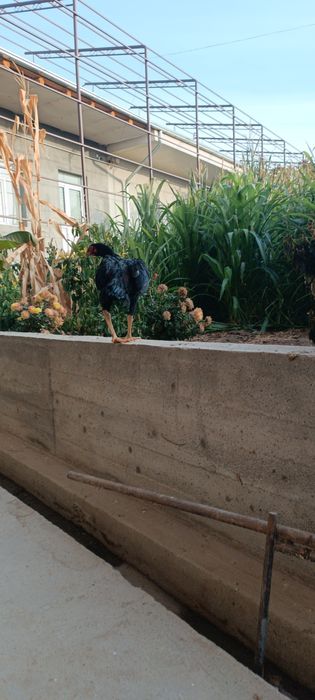 Dakan joja xoroz sotiladi