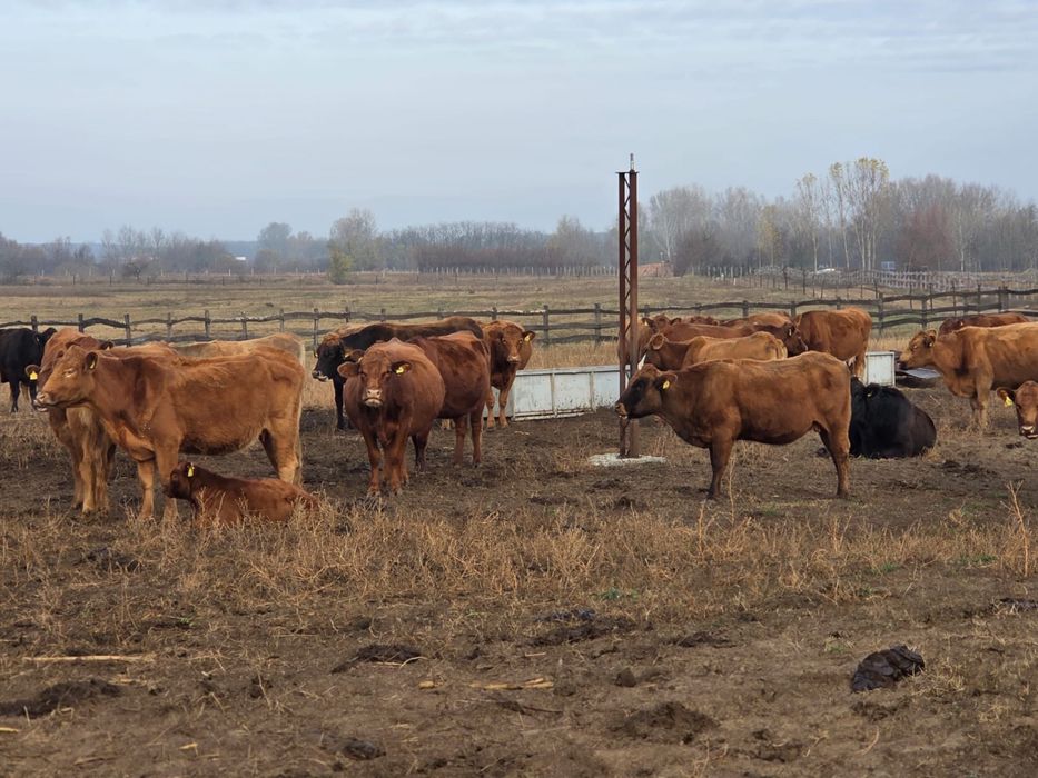 50 juninci Angus gestante