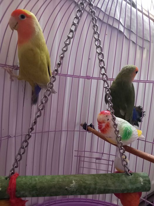 Vând papagali Agapornis