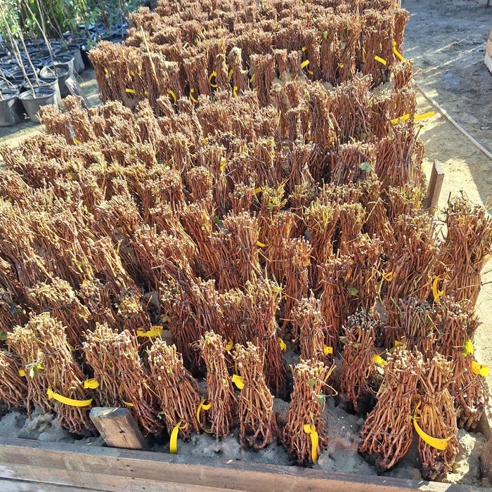 Pomi altoiti si vita de vie