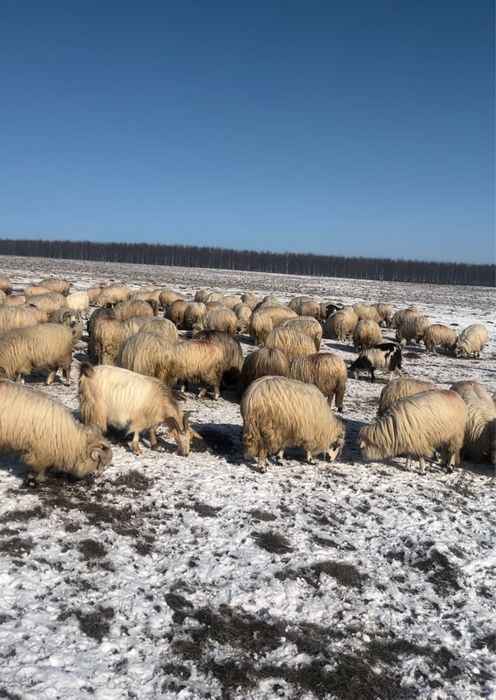 Capre de vanzare, 350 lei bucata