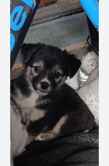 Щеночки - звоночки