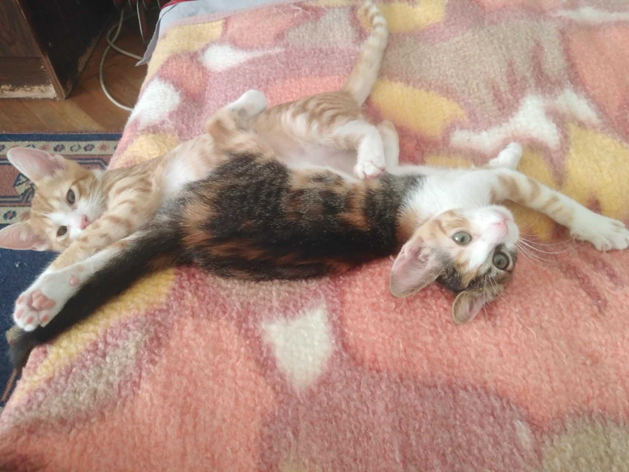 Две котенца търсят дом