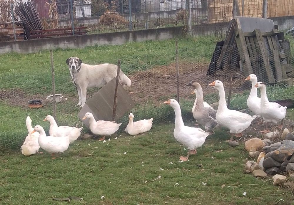 Vând rațe și gâște