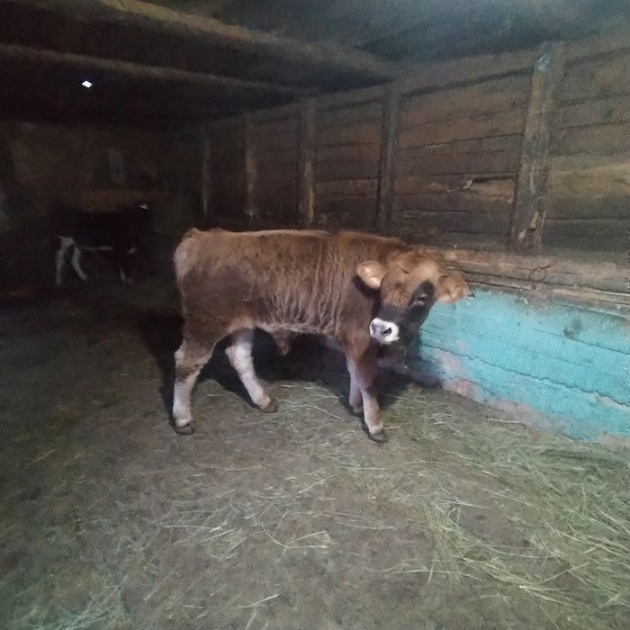 Vând o iapa de 5 ani și doi viței