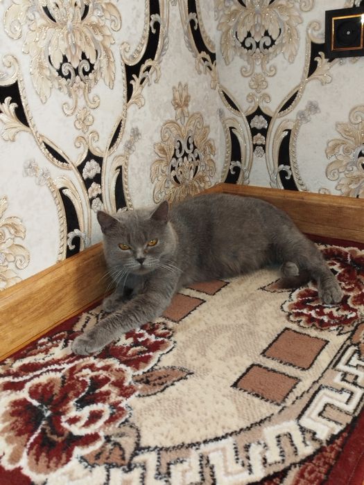 Skotish strayt homilador ona mushuk sotiladi