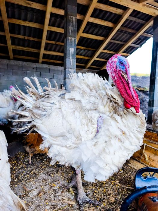 Curci de carne, 35 lei în viu și 40 tăiat,mai multe detalii la telefon