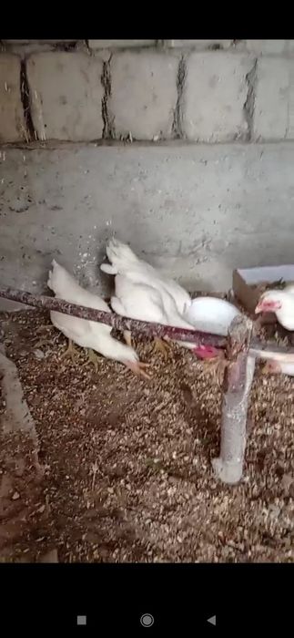 Ко шамо ок,лар сотилади 1 хороз 3 макион