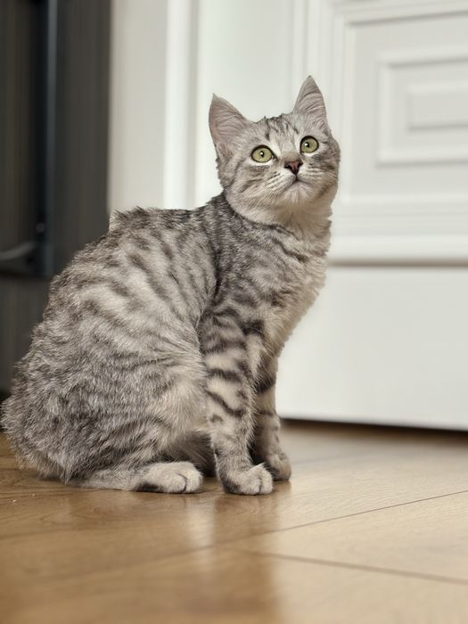 продам домошный кот