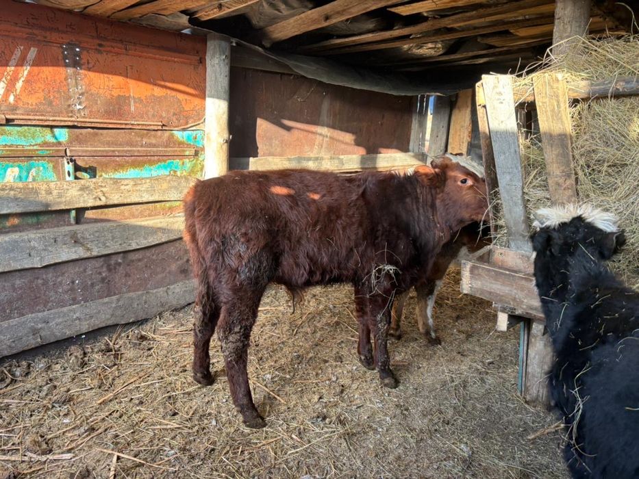 Продается 10 голов бычки