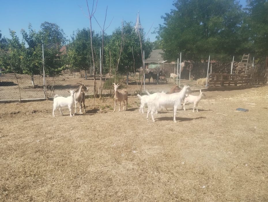 Vând capre și iezi