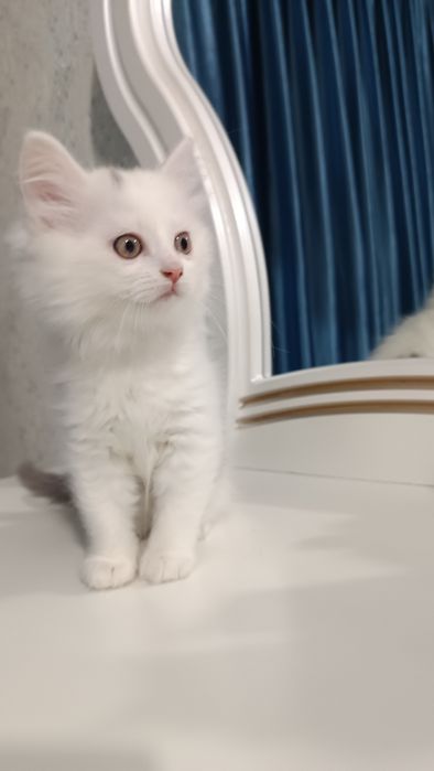 Продаётся котёнок скотиш страйт