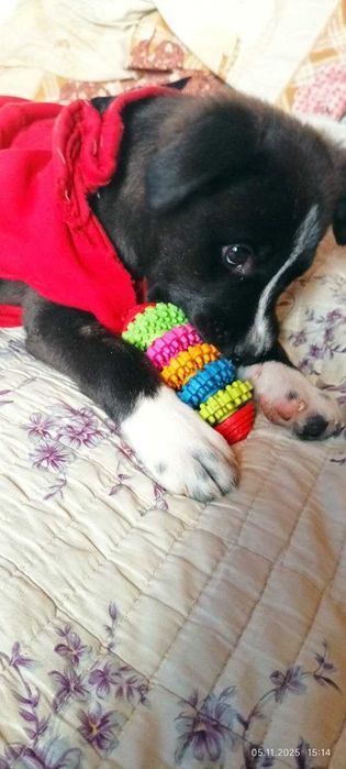 В добрые руки пристраиваю щенков