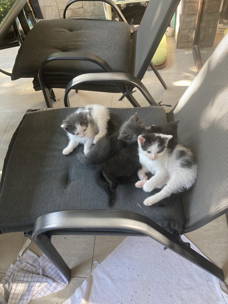Подарявам 4 котенца