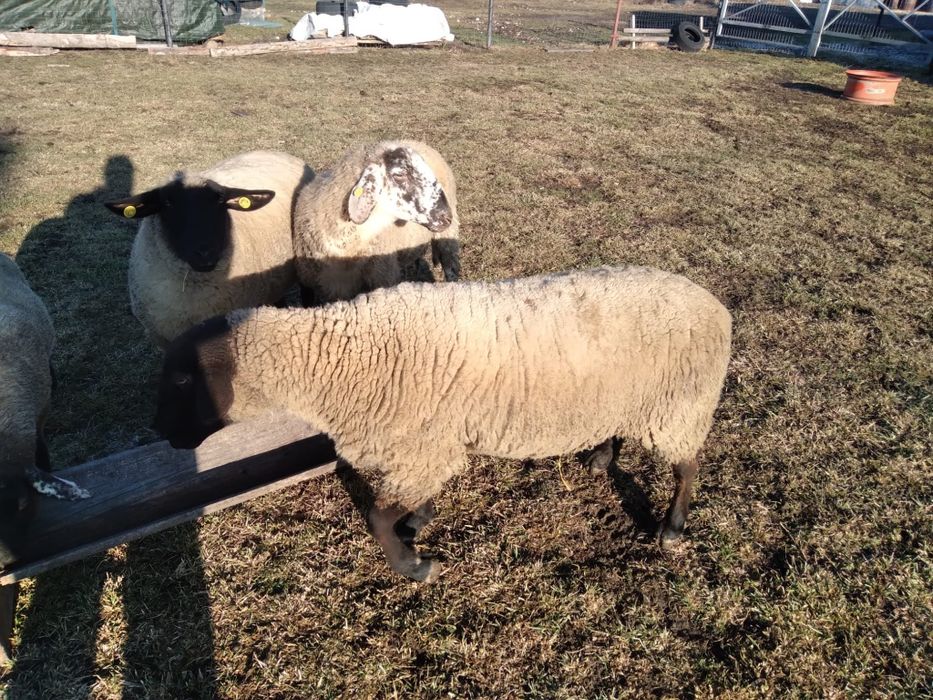 Berbec și oaie rasa Suffolk