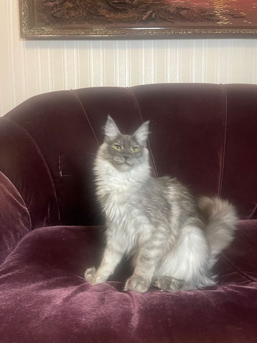 Maine Coon cu părinții campion